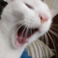 Fangs1747