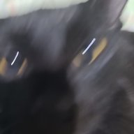 hxmsmf