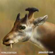 Xenokeryx