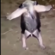sansuer