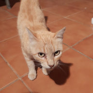 Felomm