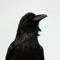 Corvinus