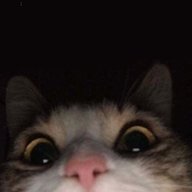 thepokemonuploads