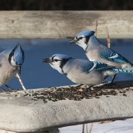 BirbBird