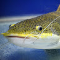 Atlantic_Catfish