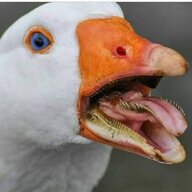 CatlasaltaC
