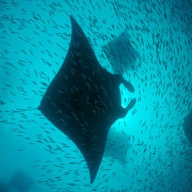 Manta20