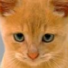 Namelesskitty
