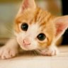 CatCollecter144