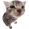 nui