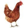 Diamond Chicken