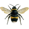 bumblebeelzebub