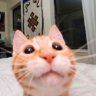 pi face
