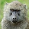 Namranan