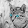 catsarecooldude
