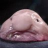 drakeus