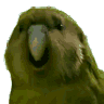 yolorag