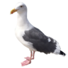 Robin33