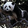Pandarob3rt34