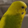Chico the Parakeet
