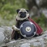 Pugomir