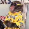 Return To Monkey