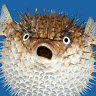 Just puff