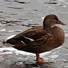 Lucidirus