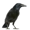 singingcrow