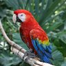 ParrotDragon
