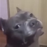 DogeTheNoob
