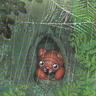 Bug Trainer Dal