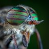 Ladd Gadfly