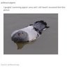 Pidgeooon