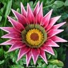 Flor de Gazania