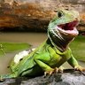 Lagarto