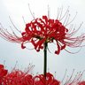 Deis Dewdrop