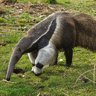 yogscastweasel