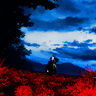 sonoclover