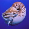 Dinomischus