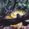 StormCrow92