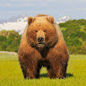 HexagonBear