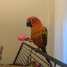 Goldengoing