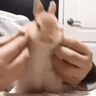 lilacflower