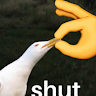 bird of shut