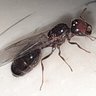 ant.keeper