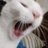 Fangs1747