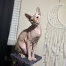 Kenny the Cat