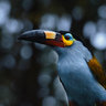 tibbird