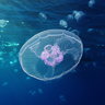 Moon Jelly